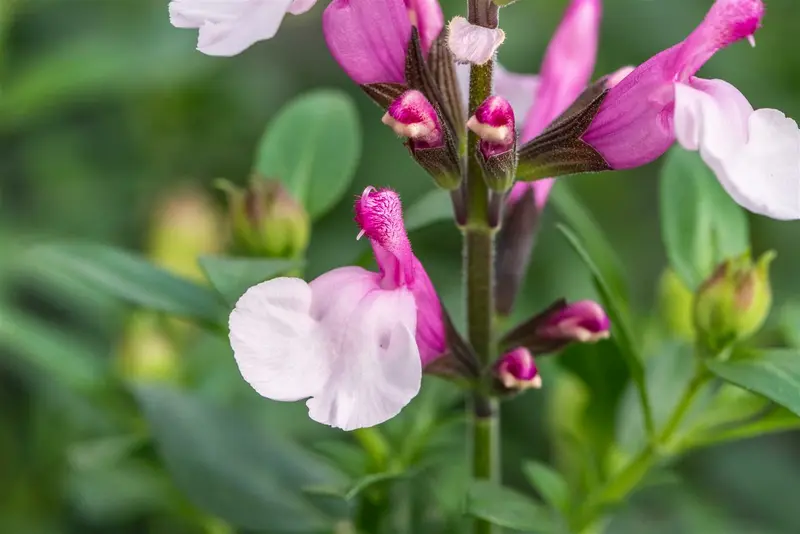 salvia greggii 'joy' P11 - afbeelding 2