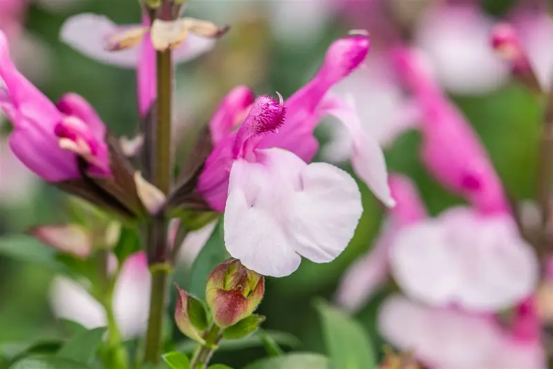 salvia greggii 'joy' P11 - afbeelding 3