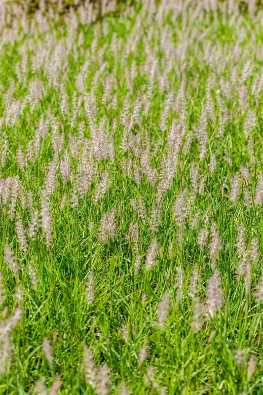 pennisetum or. 'js dance with me'® P9 - afbeelding 3