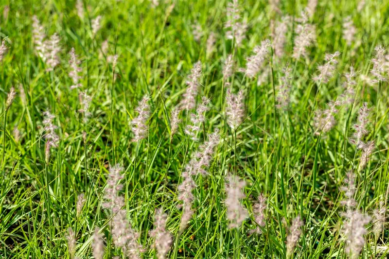 pennisetum or. 'js dance with me'® P9 - afbeelding 1