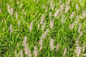 pennisetum or. 'js dance with me'® P9 - afbeelding 1