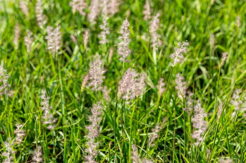 pennisetum or. 'js dance with me'® P9 - afbeelding 2