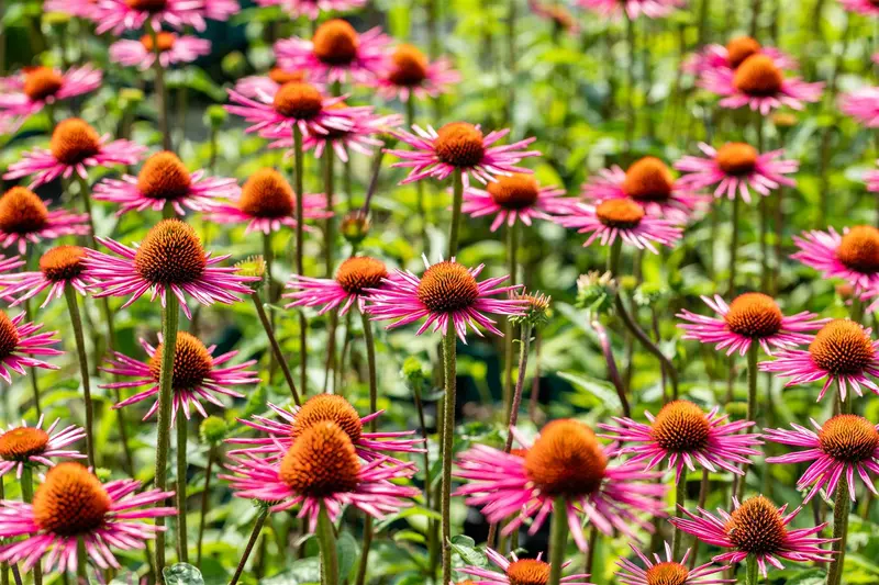 echinacea purp. 'pica bella' P9 - afbeelding 1