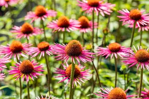 echinacea purp. 'pica bella' P9 - afbeelding 2