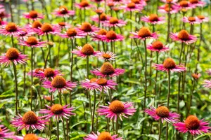 echinacea purp. 'pica bella' P9 - afbeelding 3