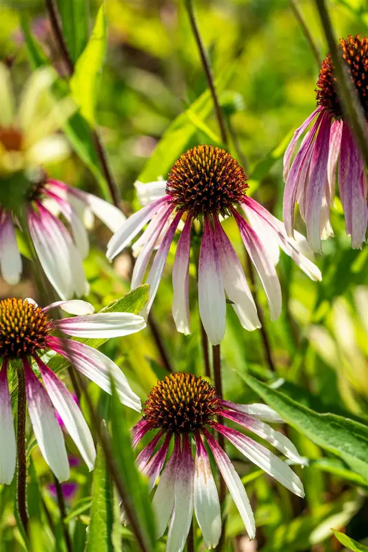 echinacea purp. 'pretty parasols'(js engeltje)® P9 - afbeelding 2