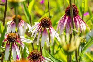 echinacea pretty parasols p11 - afbeelding 1