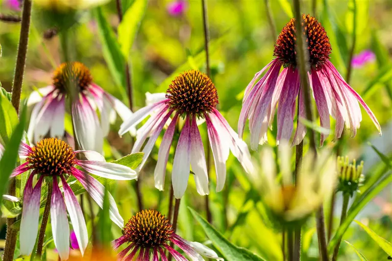 echinacea purp. 'pretty parasols'(js engeltje)® P9 - afbeelding 1