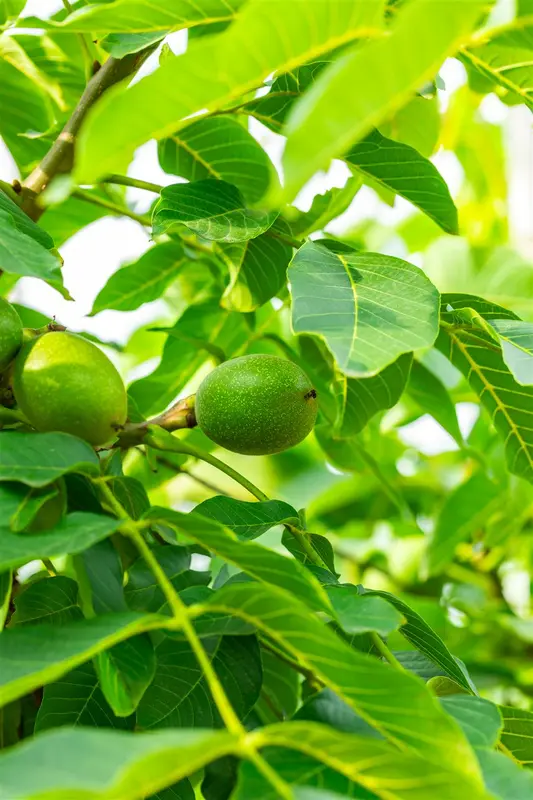 juglans regia 'broadview' (HOcm) - afbeelding 4