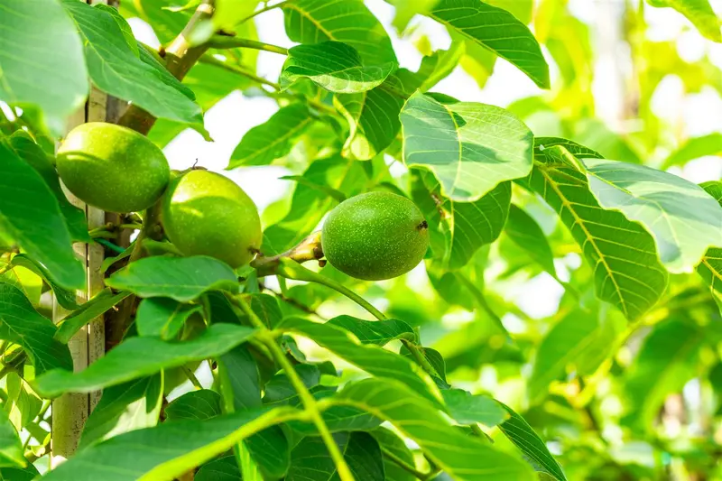 juglans regia 'broadview' (HOcm) - afbeelding 5