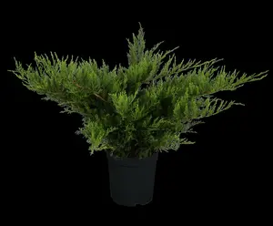 juniperus pfitz. 'mint julep' (25- 30 C cm) - afbeelding 2