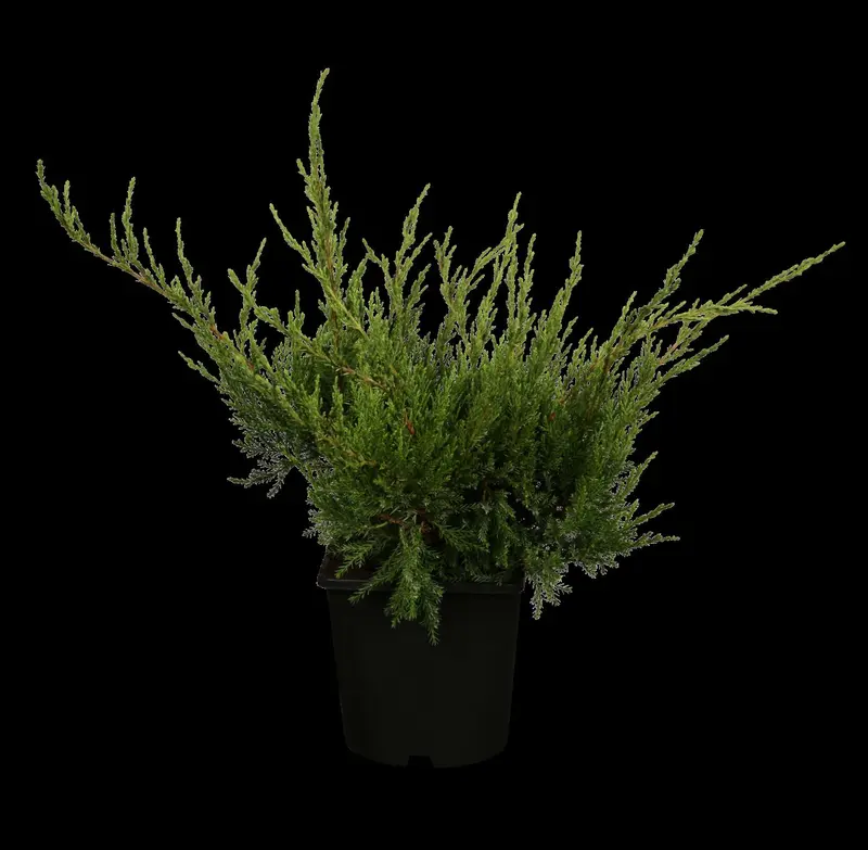 juniperus pfitz. 'mint julep' (25- 30 C cm) - afbeelding 1