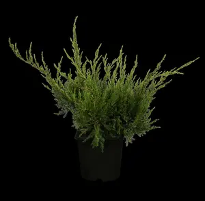 juniperus pfitz. 'mint julep' (25- 30 C cm) - afbeelding 1