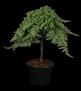 juniperus proc. 'nana'   ('green mound') (25- 30 C cm) - afbeelding 1