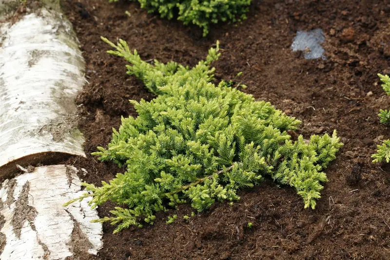 juniperus proc. 'nana'   ('green mound') (25- 30 C cm) - afbeelding 4