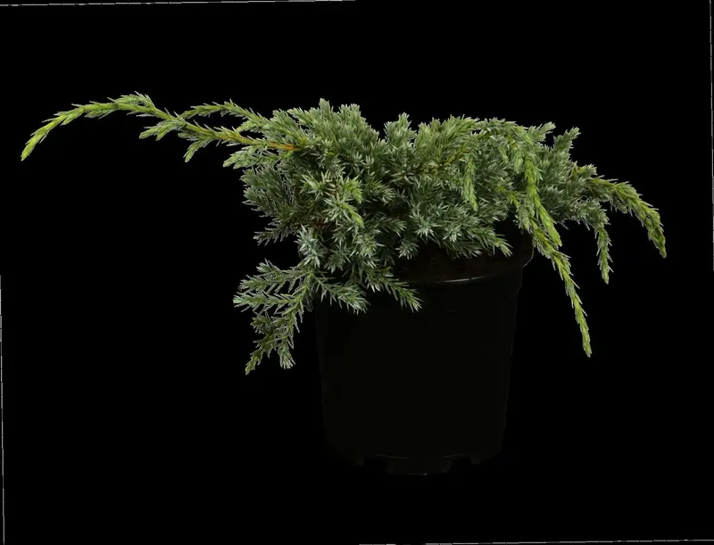 juniperus squam. 'blue carpet' (25- 30 C cm) - afbeelding 4