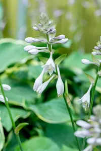 hosta hybr. jurassic park® P9