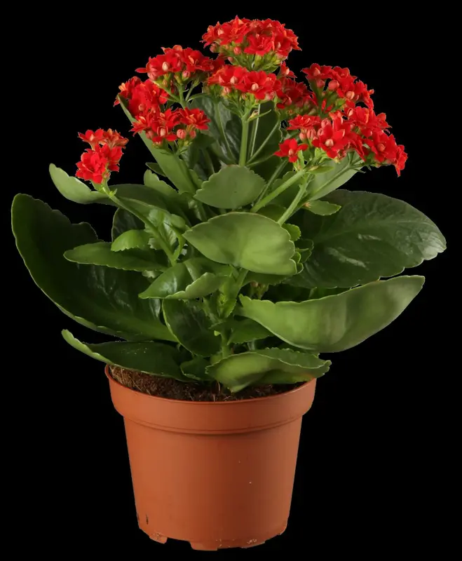 kalanchoe blossfeldiana gevuld perfecta orange-p23 - afbeelding 2