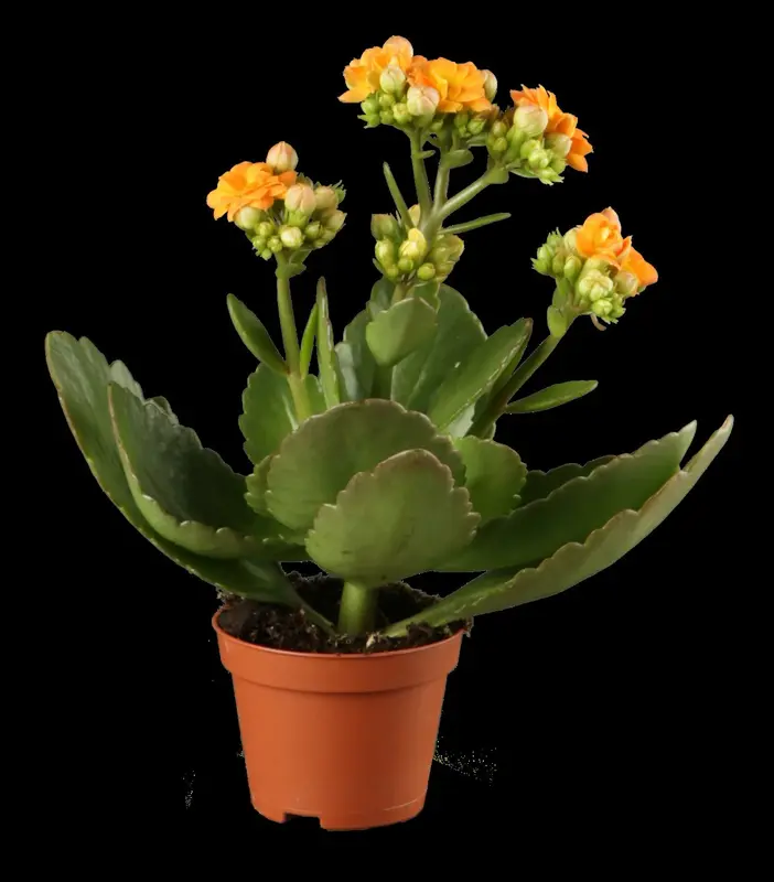 kalanchoe blossfeldiana gevuld perfecta orange-p23 - afbeelding 3