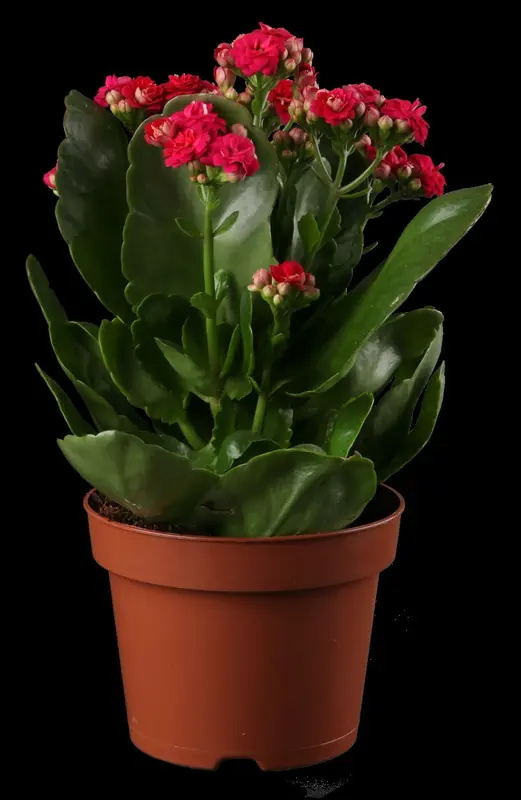 kalanchoe blossfeldiana gevuld perfecta orange-p23 - afbeelding 1