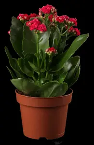 kalanchoe blossfeldiana gevuld perfecta orange-p23 - afbeelding 1