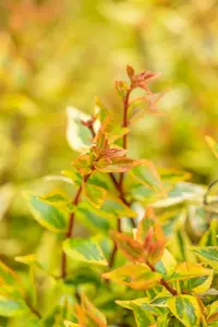 abelia grand. 'kaleidoscope'® (50- 60cm) - afbeelding 4