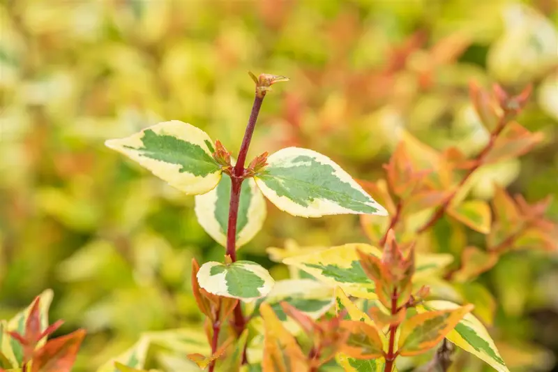 abelia grand. 'kaleidoscope'® (25- 30cm) - afbeelding 2