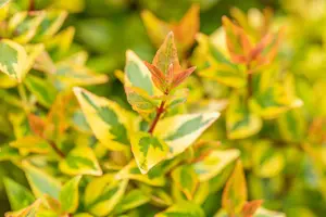 abelia grand. 'kaleidoscope'® (25- 30cm) - afbeelding 3