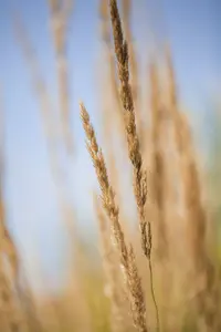 calamagrostis acut. 'karl foerster' P11 - afbeelding 1