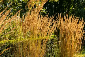 calamagrostis acut. 'karl foerster' P11 - afbeelding 5