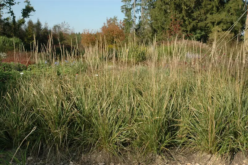 calamagrostis acut. 'karl foerster' P11 - afbeelding 4