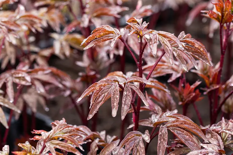 paeonia (ld) 'karl rosenfield' P11 - afbeelding 3