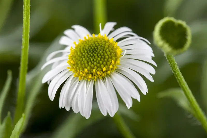 erigeron karvinskianus P11 - afbeelding 1