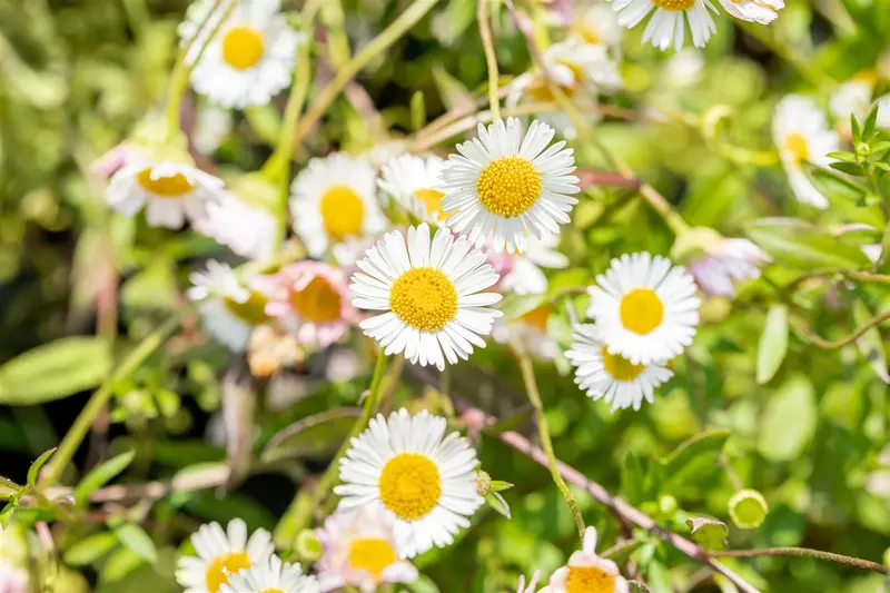 erigeron karvinskianus P11 - afbeelding 4