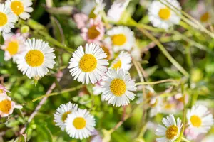 erigeron karvinskianus P11 - afbeelding 5