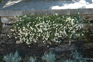 erigeron karvinskianus P11 - afbeelding 3