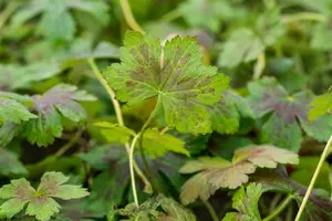 geranium oxon. 'katherine adele' P9 - afbeelding 2