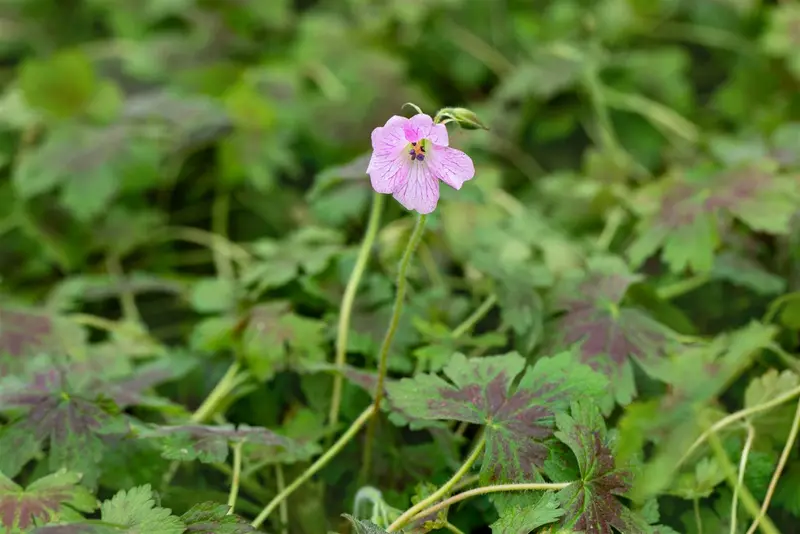 geranium oxon. 'katherine adele' P9 - afbeelding 1