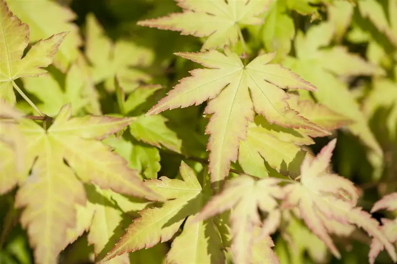 acer palm. 'katsura' (150-175 cm) - afbeelding 1