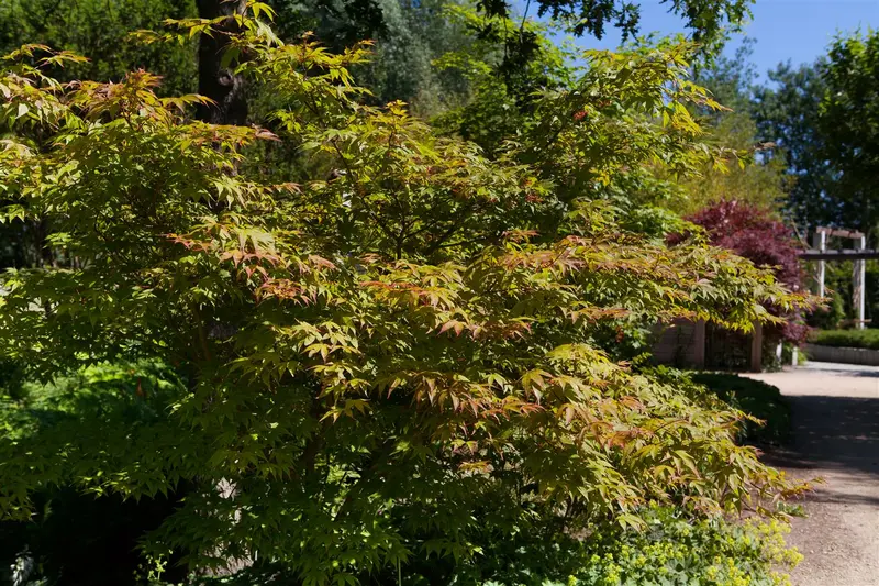 acer palm. 'katsura' (150-175 cm) - afbeelding 2