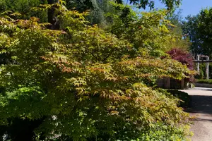 acer palm. 'katsura' (150-175 cm) - afbeelding 2