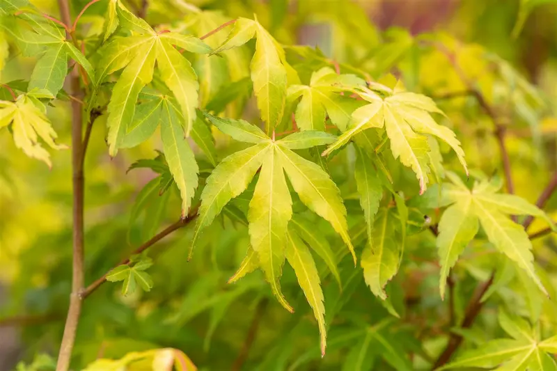 acer palm. 'katsura' (150-175 cm) - afbeelding 3