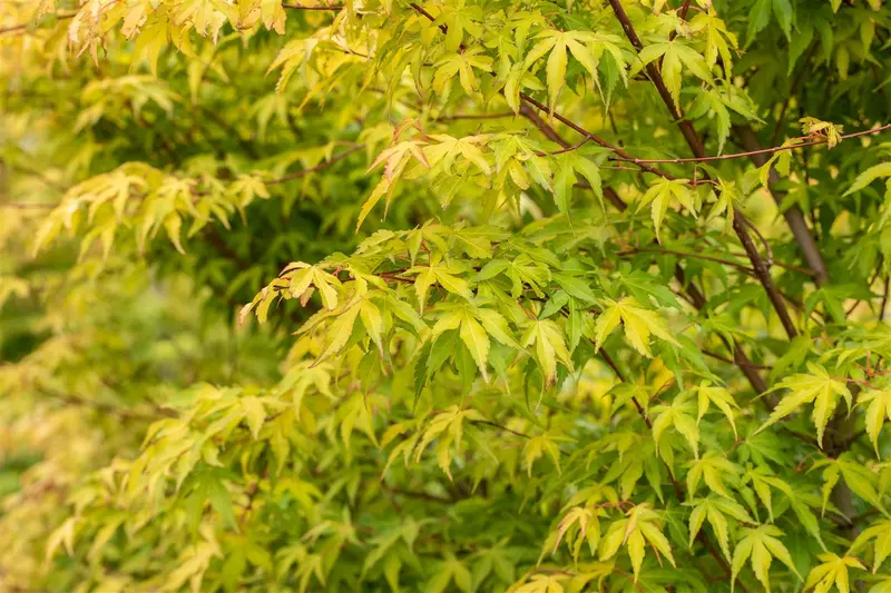 acer palm. 'katsura' (150-175 cm) - afbeelding 4