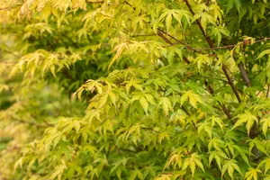 acer palm. 'katsura' (150-175 cm) - afbeelding 4