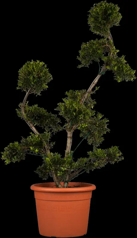 ilex cren. 'kin-me' (100-125cm) - afbeelding 1