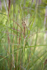 miscanthus sin. 'kleine fontäne' P9 - afbeelding 3