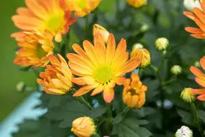 chrysanthemum hybr. 'kleiner bernstein' P9