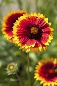 gaillardia 'kobold' P11