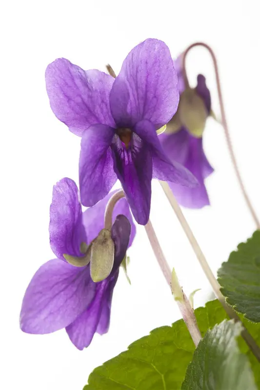 viola odor. 'königin charlotte' P9 - afbeelding 1