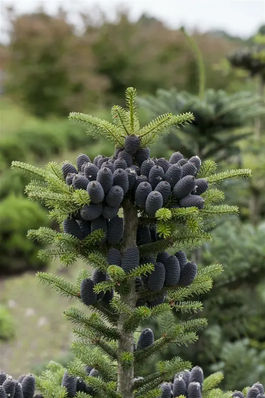 abies koreana (50- 60cm) - afbeelding 2